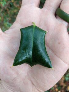 Leaf with points in a hand.