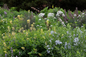 Cover photo for Winter Wildflower Workshop January 20, 2024