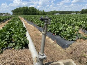 Cover photo for Implementing the Final Pre-Harvest Agricultural Water Rule Workshops