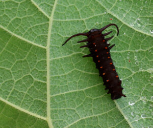 Late instar pipevine swallowtail caterpillars on the Dutchman's pipe.