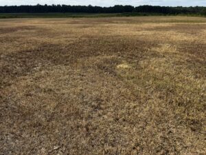 Cover photo for Prepare to Monitor Pests and Prevent Damages in Pastures (Upcoming Workshop)