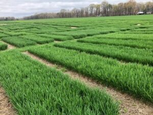 Cover photo for 2025 Wheat Data Webinar