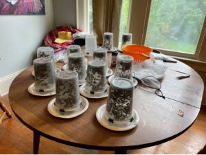 Cover photo for How to Monitor for Varroa Mites the Right Way