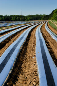 Reflective mulch in tomato field for thrips deterrence